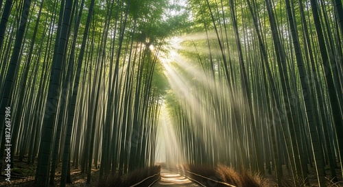 Sunbeams Pierce Through Lush Bamboo Forest Path.