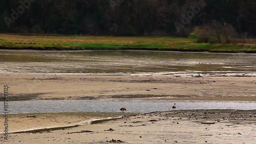  video of Two Birds on the shoreline of the Puget Sound Washington State