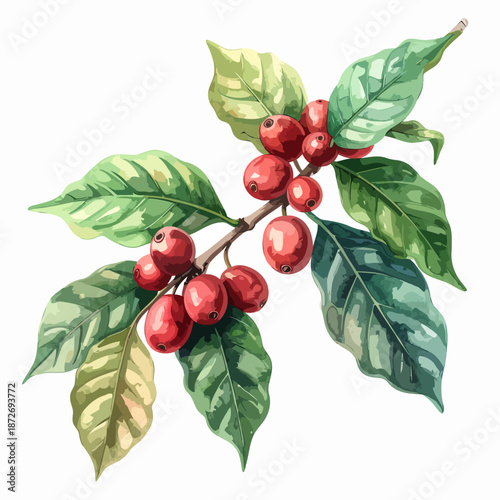 Watercolor illustration of coffee plant branch with ripe red berries and green leaves.