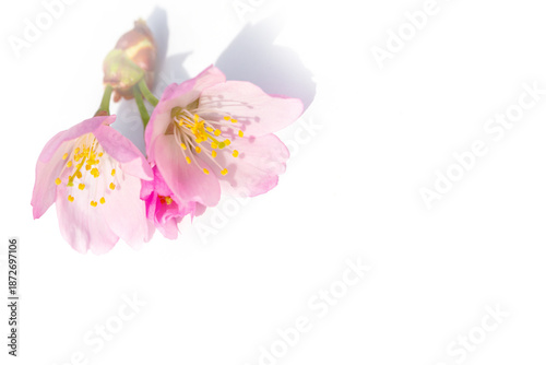 Two pink cherry blossom blooms rest on a clean white surface, their yellow ce...