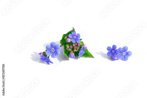Purple Lilac and Violet Flowers on White Background With Soft Shadows