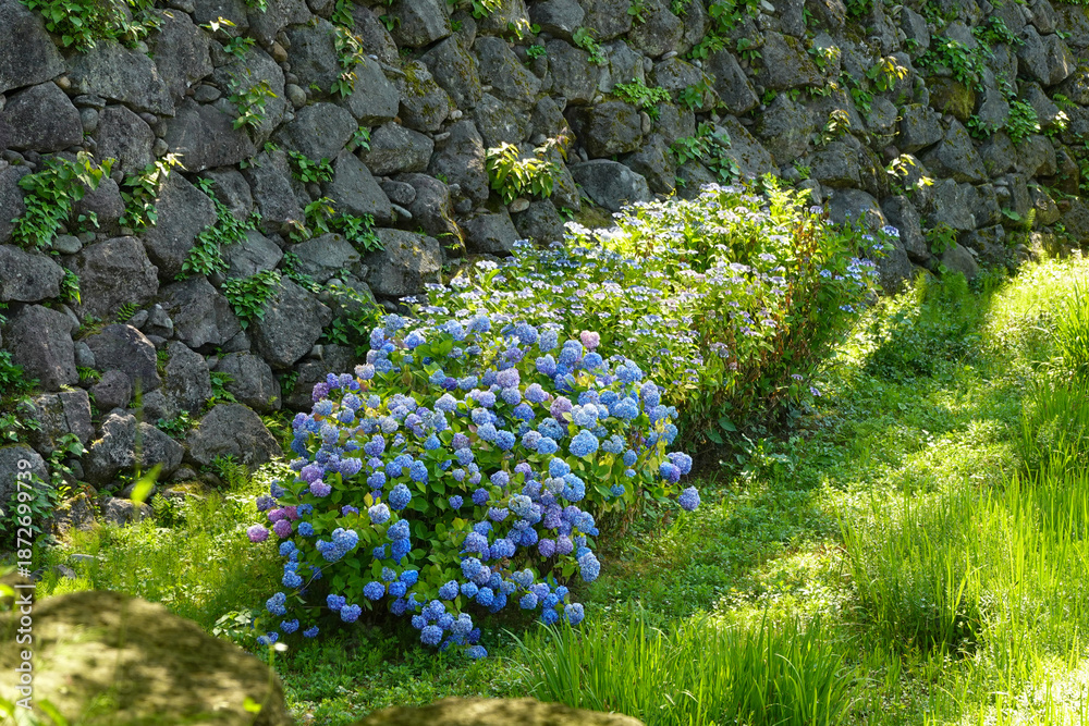 Obraz premium Sunlit courtyard view of scenic Japanese garden landscape on an overcast day
