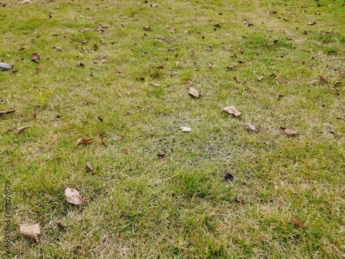Fotografi Lawn in Autumn-Winter Transition: Gradually Yellowing Grass with Scattered Dead
