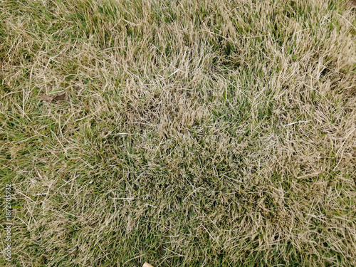 Top-Down Aerial Shot: Withered Lawn in Autumn-Winter Hues