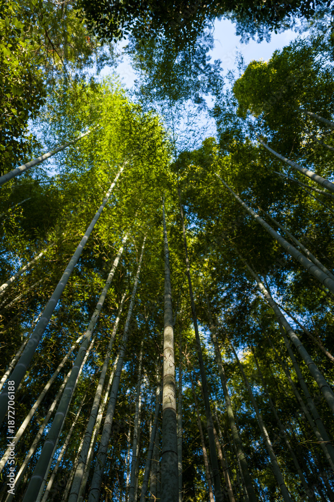 Fototapeta premium Slender bamboo trunks rise toward a bright blue sky in Arashiyama Bamboo Forest, Kyoto, with sunlight illuminating vibrant green leaves and creating a tranquil, natural atmosphere.