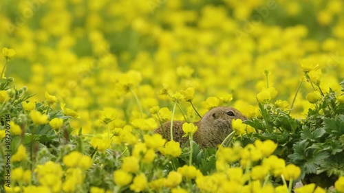 Footage of a wild European ground squirrel (Spermophilus citellus) foraging amidst a lush, vibrant meadow of yellow buttercup flowers on the Kara-Syrt Ridge in the Dagestan region of the Caucasus Moun