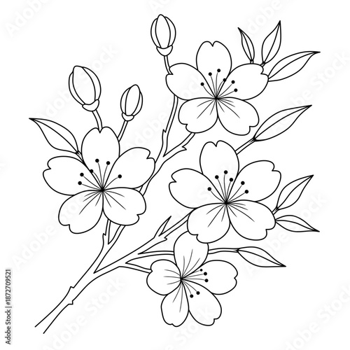 simple line art of cherry blossoms in bloom,buds and leaves.decorative illustration of beautiful flowers
