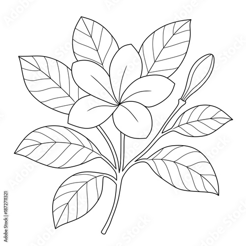 frangipani flower line art.vector illustration of frangipani flower with leaves,stem and buds