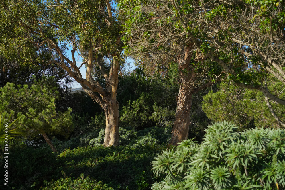 Fototapeta premium lush greenery with tall, leafy trees casting dappled shadows on dense undergrowth. Sunlight filters through the foliage, creating a serene, natural atmosphere.