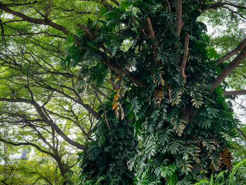 Fotografía Large tree trunk covered with green climbing tropical plants and vines in park, abundance of nature and rainforest ecosystem concept