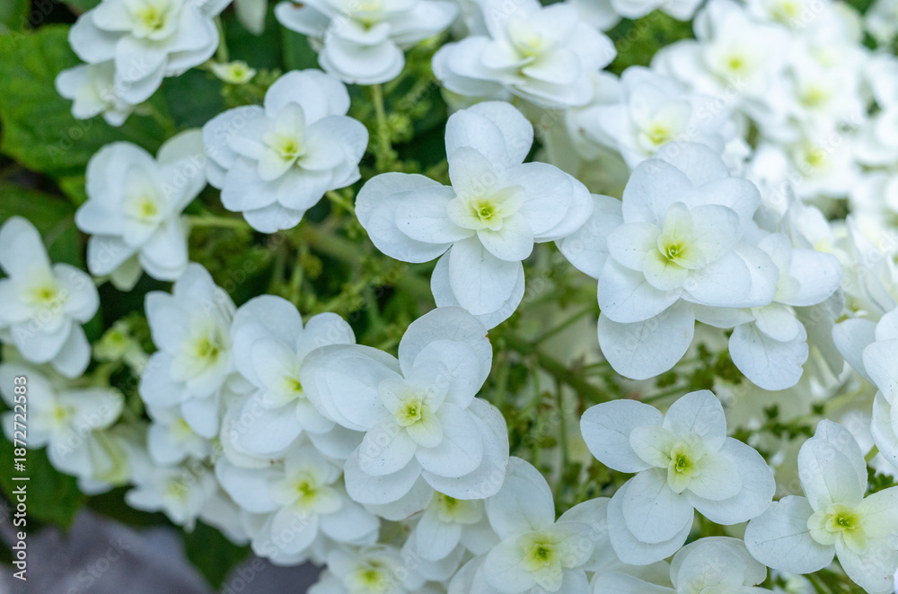 Obraz premium カシワバアジサイの花