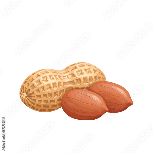 Illustration of peanuts in shells and shelled peanuts on a white background