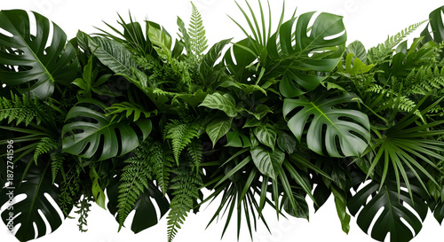 Dense Green Foliage | Lush Plant Photography | foliage