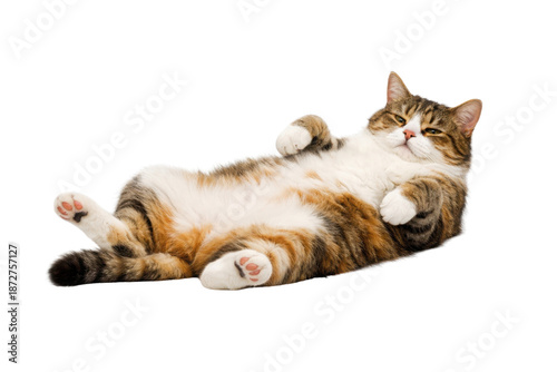 A relaxed cat lying on its back, displaying its belly and paws with a calm expression.