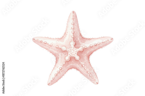 An illustrated watercolor starfish in soft pink tones isolated on the dark canvas