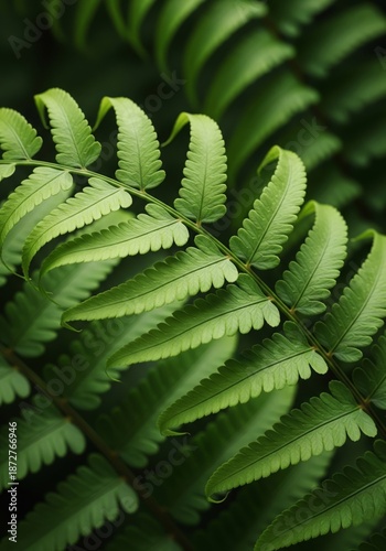 Close Up View of Green Fern Fronds with Water Droplets
