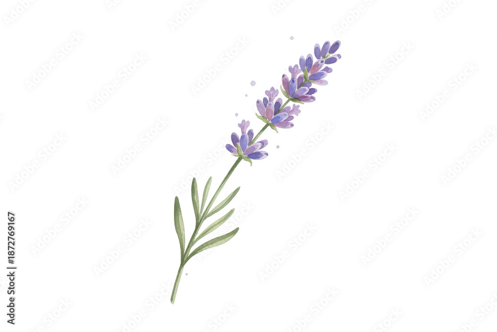 Obraz premium Elegant Botanical Lavender Illustration on Dark Surface for Various Decorative Applications