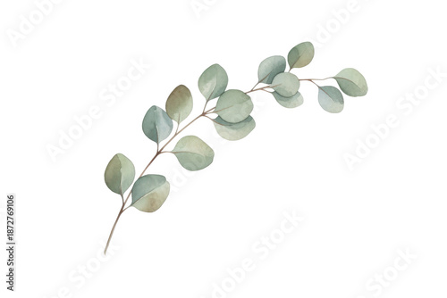 Elegant botanical illustration featuring sprig of eucalyptus leaves in artistic watercolor style