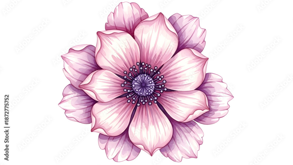 Fototapeta premium Vibrant Pink And Purple Watercolor Flower On Black