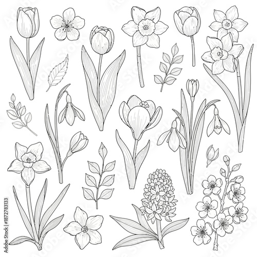 Spring flowers illustration, hand-drawn sketch, botanical elements