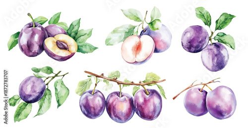 watercolor plum fruit slice with green leaves illustration hand drawn fruits clip art