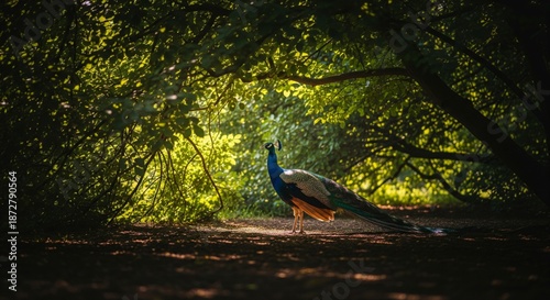 Peacock Perched Gracefully Under Lush Green Canopy in Shaded Woodland