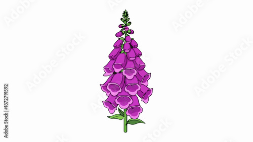 A tall, slender spike of vibrant purple bell-shaped flowers with green stems and buds