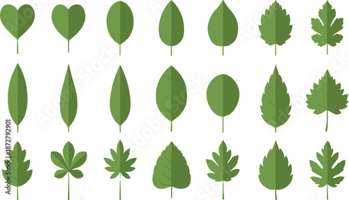 Assortment of Green Leaf Silhouettes with Veins on White Background Keywords: leaf, leaves, green, plant, nature