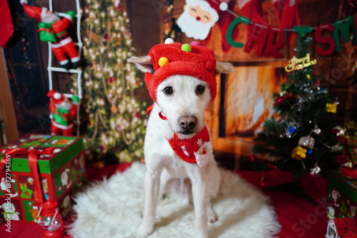 Adorable white dog posing for Christmas holiday photo in festive studio