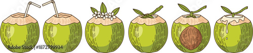 Set of fresh green coconut illustrations with straws and tropical leaves in hand drawn vintage style isolated on white.