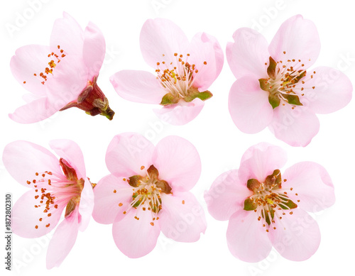 Pink peach blossom flowers isolated on a transparent background 