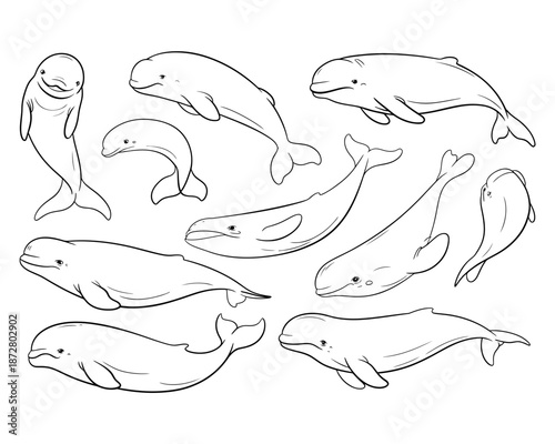 Collection of outline of various dolphins and porpoises in different poses whale marine mammal