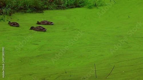a video of ducks feeding Ain a pond at Nisqually National  Wildlife Refuge Washington State
