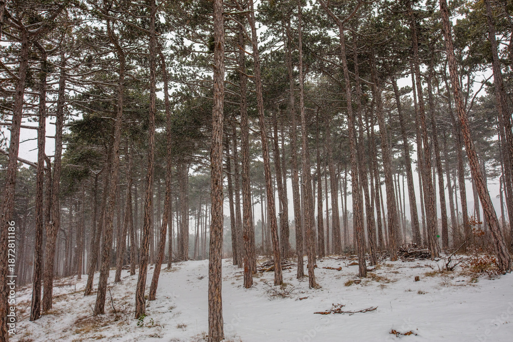 Fototapeta premium forest covered with snow 