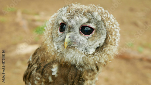 Obraz na plátně Tawny owl juvenile baby Strix aluco chick brown owl cute, big round black eyes with pink eye lid and cute yellow beak