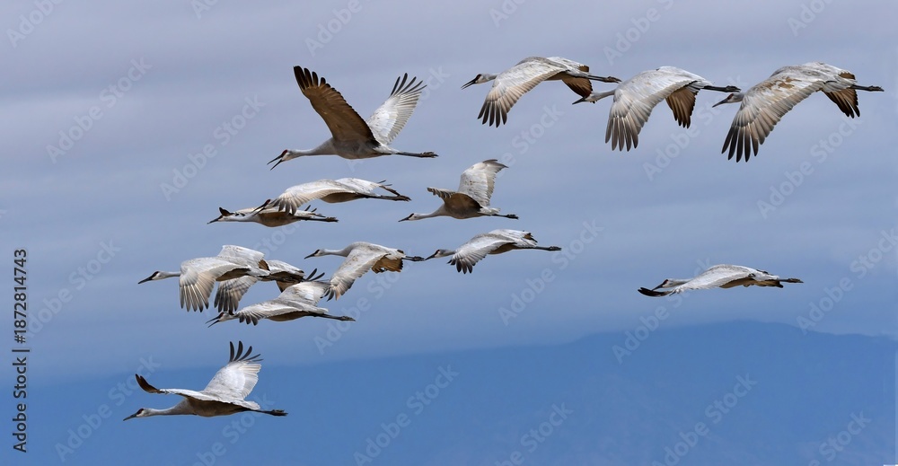 Fototapeta premium flock of majestic sandhill cranes in flight over their winter habitat of bernardo state wildlife refuge, near socorro, new mexico 