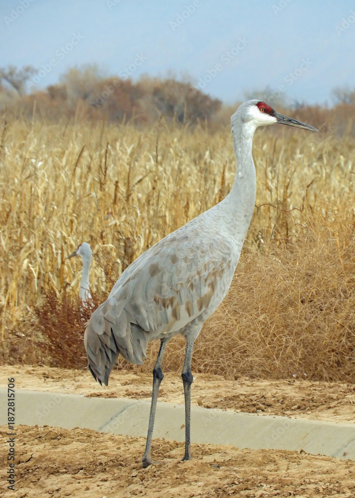 Obraz premium closeup of a majestic sandhill cranes standing in a cornfield in its winter habitat of bernardo state wildlife refuge, near socorro, new mexico, on a sunny day