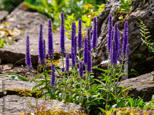 Quadro em tela Speedwell ( Latin- Veronica spicata ) is a perennial herbaceous plant, a species