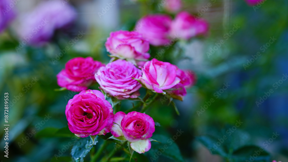 Obraz premium Close-up of pink miniature roses bush in full bloom.