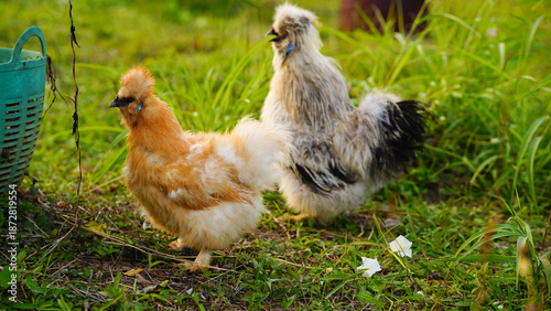 Close-up of an ornamental Silkie bantam with fluffy white plumage in a garden.