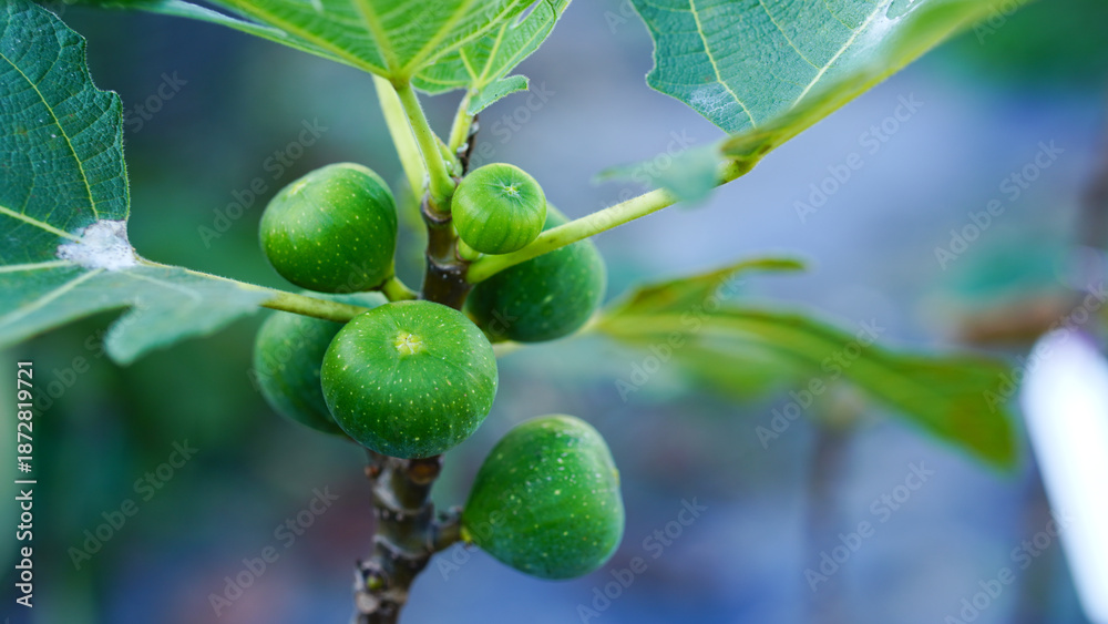 Fototapeta premium Close-up of green young figs growing on a branch of a fig tree.
