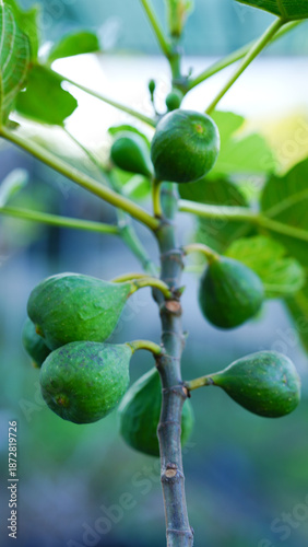 Bilde på lerret Close-up of green young figs growing on a branch of a fig tree.