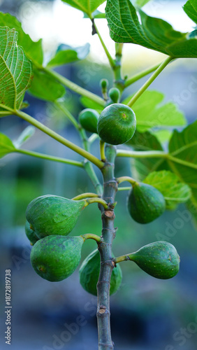 Valokuva Close-up of green young figs growing on a branch of a fig tree.