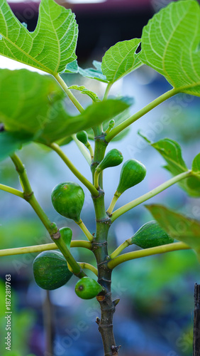 Photos Close-up of green young figs growing on a branch of a fig tree.
