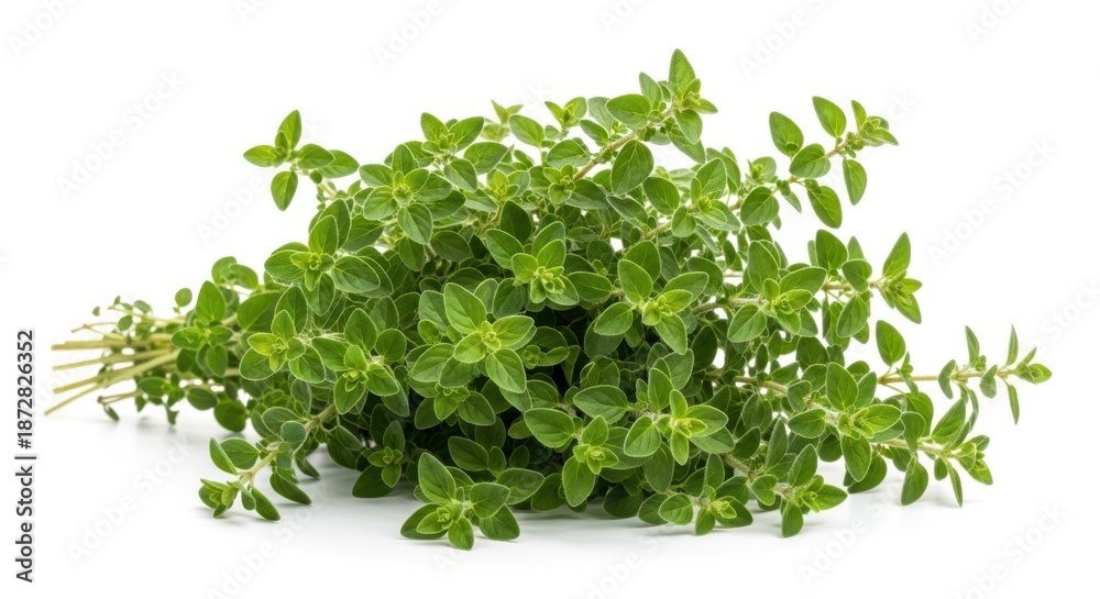 Obraz premium Fresh oregano herb bunch on white background
