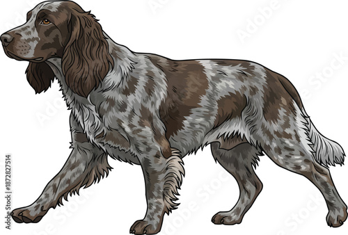 Picardy Spaniel dog walking relaxed movement side view illustration
