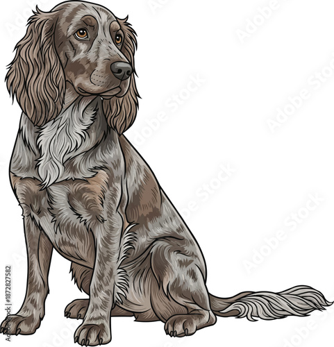 Picardy Spaniel dog sitting attentive looking away focused pose
