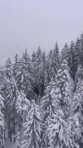 Aerial view of snowy forest with pine trees in French alps, ski resort Courchevel, on a snowing day by winter