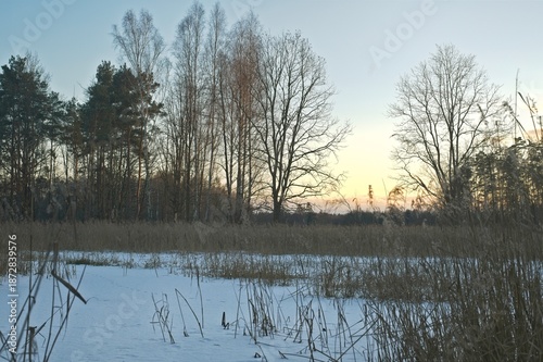 Wallpaper Mural Dried aquatic plants stand in a frozen wetland area with a mixed forest background at dusk. Torontodigital.ca