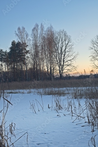 Wallpaper Mural A snow covered landscape features dried reeds and a line of bare trees under a clear winter sunset sky. Torontodigital.ca